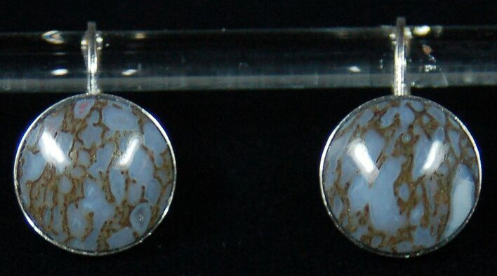 Gorgeous Blue, Polished Dinosaur Bone (Gembone) Earrings #54102